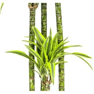 Drachenbaum Lemon Lime 180cm – Dracaena Zimmerpflanze Ø27cm