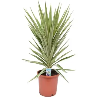 Riesen-Palmlilie Jewel 180-200 cm - Yucca elephantipes Jewel - Zimmerpflanze