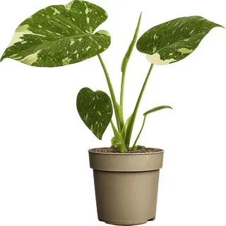 Monstera Thai Constellation – panaschierte Fensterblatt Zimmerpflanze ca. 25 cm | Topf Ø 11 cm | seltene Grünpflanze