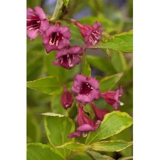 Weigela florida 'Brigela' -R-, Weigelie, buntlaubig, 40–60 cm