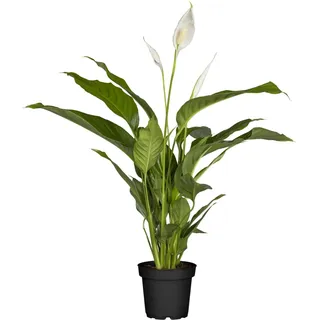 Einblatt Sweet Silvio Topf-Ø ca. 17 cm Spathiphyllum