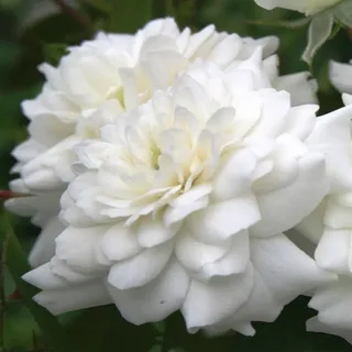 2 x Bodendecker Rose - Rosa 'Sea Foam'