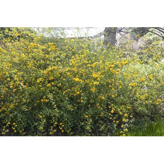 Kerria japonica, Japanische Kerrie, gelb, 80–100 cm