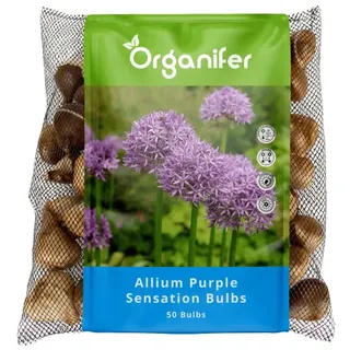 50 Allium Purple Sensation Zwiebeln (XXL Blumenzwiebeln Größe 12/+ cm) - Organifer