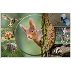 Bild von Schreibunterlage Eichhörnchen, 55x35cm