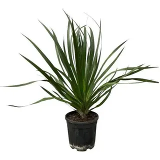 Dracaena Draco – Drachenbaum – Zimmerpflanze – Ø24cm – Höhe ca. 100cm – pflegeleichte exotische Grünpflanze für Wohnzimmer und Büro