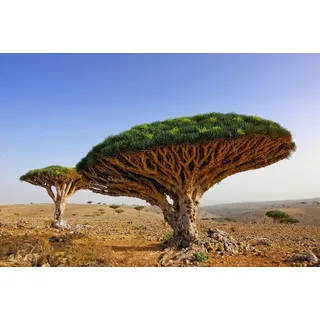 Papermoon Fototapete »Bäume in Landschaft«, bunt