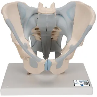 3B Scientific Menschliche Anatomie - Männliches Becken Modell mit Bändern, 2-teilig + kostenlose Anatomie App - 3B Smart Anatomy