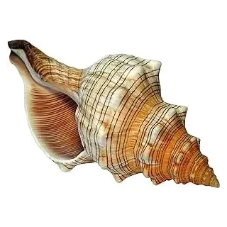 Kaltner Präsente Große Fasciolaria Trapezium Muschel 13–14 cm – Echte Trapez Bandschnecke – Maritime Dekoration, Badezimmer Deko, Aquarium Zubehör, Strandhaus Stil, Geschenk für Meerliebhaber