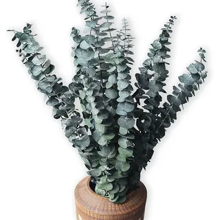 HanYun 10 Pack Natürliche Getrocknete Eukalyptus 45cm Konserviert Frische Eukalyptus-Zweige Greenery Pflanzen für Natürliche Aromatherapie zu Ihrer Dusche für Blumenarrangements Hochzeit Home Decor