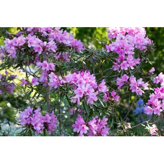 Rhododendron Hybr. 'Graziella', Rhododendron, 30–40 cm