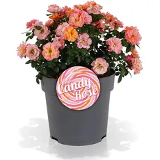 Sugar Candy Rose, Beetrose, rosa, orange, Rosenpflanze, winterhart, für Garten, Terrasse, Balkon oder Kübel
