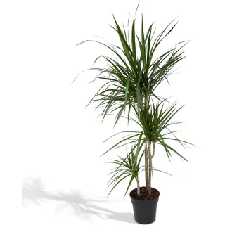 Meergroothandel Dracaena Marginata - 115 cm, Ø 21 cm