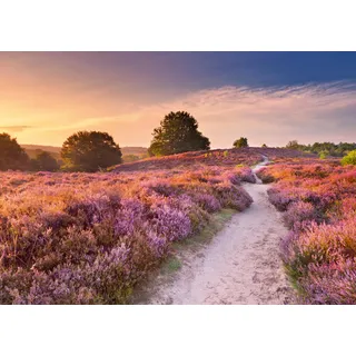 Ravensburger Puzzle 12001763 - Traumpfad in Rosa, Beautiful Walkways Collection, 1000 Teile Puzzle für Naturliebhaber und Wanderfreunde ab 14 Jahren