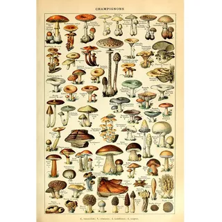 Meishe Art Pilze Poster Jahrgang Kunstdrucke Plakate Drucken Plakatdruck Champignons Spezies Rassen Identifizierung Bezug Illustrationen Botanische Pädagogische Wand Dekor(40cmx60cm)