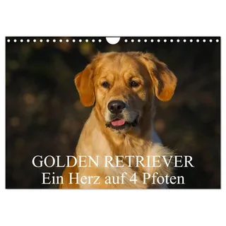 Calvendo Golden Retriever - Ein Herz auf 4 Pfoten (Wandkalender 2026 DIN A4 quer), CALVENDO Monatskalender: Golden Retriever auf 13 wunderschönen Fotos durch alle Jahreszeiten (CALVENDO Tiere)