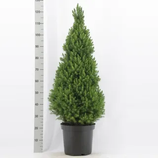 Picea glauca Conica Zuckerhutfichte Fichte verschiedene Größen zur Auswahl - 90-100 cm