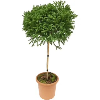 OBI Sicheltanne Globosa Nana Höhe ca. 60 cm Topf ca.9 l Cryptomeria japonica