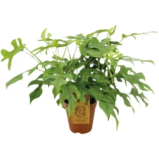 Meergroothandel Monstera Minima (Lochpflanze) - 30 cm, Ø 15 cm