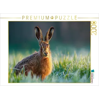 CALVENDO Puzzle Feldhase im Morgentau auf der Wiese | 2000 Teile Lege-Größe 90x67cm Foto-Puzzle für glückliche Stunden