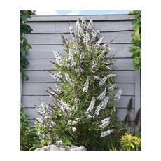 Buddleia 'Butterfly Tower White'