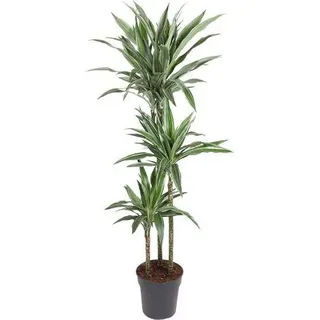 Drachenbaum Dracaena Warneckei Ø27cm Zimmerpflanze 140cm
