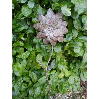 Blume Blossom, Vintage