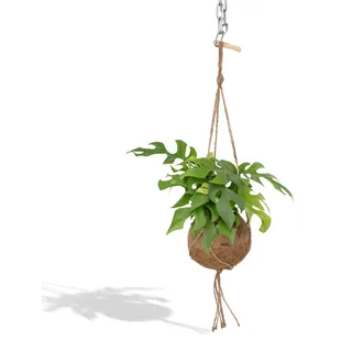 Meergroothandel Kokodama Monstera Minima (Lochpflanze) Hang - 25 cm, Ø15 cm