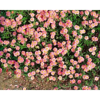 Helianthemum x cult. 'Lawrensons Pink', Sonnenröschen, rosa, ca. 9x9 cm Topf