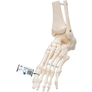 3B Scientific Loses Fuß- und Knöchelskelett-Modell + kostenlose Anatomie-Software - 3B Smart Anatomy (evtl. nicht in deutscher Sprache)