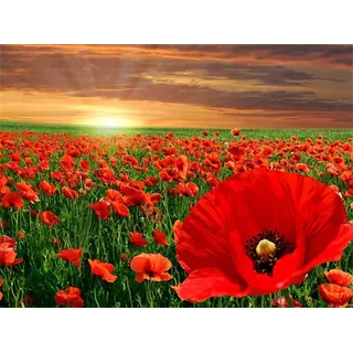 Pracht Creatives Hobby Diamond Painting Set, Bild mit Motiv Mohnblumen und Zubehör, Größe ca. 35 x 25 cm, Bastelset zum Malen mit Glitzersteinchen für Kinder ab 5 Jahren