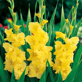 Gladiole Blumenzwiebeln Gladiolus Siegwurze Yellow Frans 5 St. - Gelb