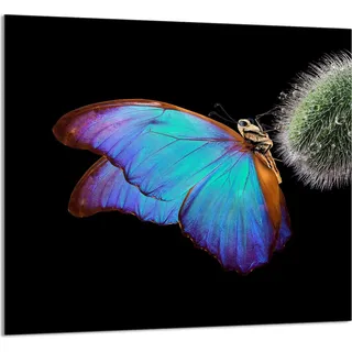 GLASPLATTE FÜR KÜCHE 65x60 Schmetterling