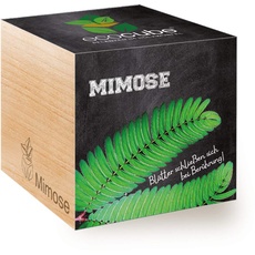 Feel Green 296329 Ecocube Mimose, Blätter Schließen sich bei Berührung, Nachhaltige Geschenkidee (100% Eco Friendly), Grow Your Own/Anzuchtset, Pflanzen Im Holzwürfel, Made in Austria