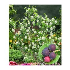 Felsenbirne Amelanchier 'Greatberry® Garden'