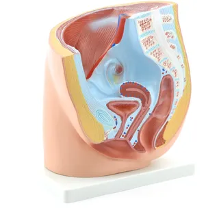 HeineScientific Weibliches Becken-Modell