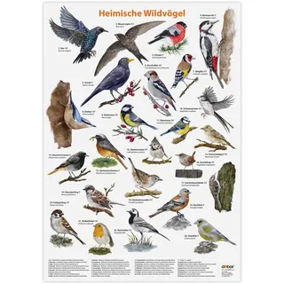 Luxus-Vogelhaus Hochwertiges Vogel-Poster DIN A2 zum Aufhängen - Großes Poster in Matt mit heimischen Wildvögeln handgezeichnet - Wand-Deko für Zuhause