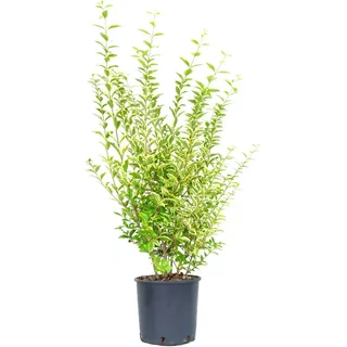 GROW by OBI Liguster Aureum Höhe ca. 80 -100 cm Topf ca. 10 l
