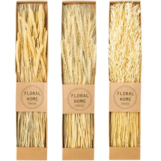 Creativ green Trockenblume »Trockenblumen-Bündel« in 3 Sorten