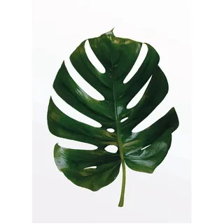 KOMAR Wandbild Monstera Leaf 30 x 40 cm