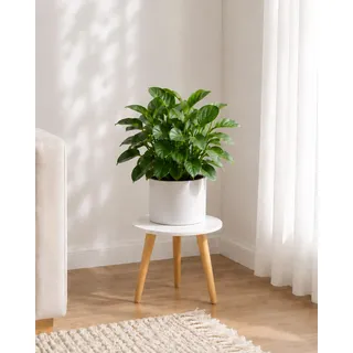 Bamworld Blumenständer klein – Moderner Beistelltisch & Pflanzenständer aus Holz, Rundes Design für Wohnzimmer & Balkon Deko 20X28
