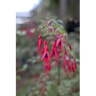 Fuchsia magellanica 'Riccartonii', winterhart, rot-violett, 30–40 cm