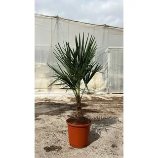 Blumen-Senf Chinesische Hanfpalme - Trachycarpus fortunei - Winterharte Palme - Palmen ca 140cm