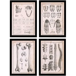 Nacnic Poster-Set, 4 Stück, menschliche Anatomie, Wirbelsäule, Hände und Kiefer, Biologie und Medizin Illustrationen im Vintage-Stil, Innendekoration, A4, ungerahmt