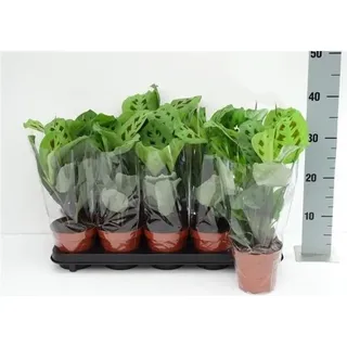 Maranta leuconeura Kerchoveana