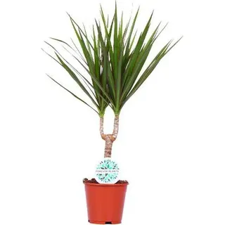 Dracaena marginata Ø14cm 55cm – Drachenbaum Zimmerpflanze pflegeleicht