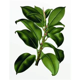 Komar Wandbild | Elastica Tree | Poster, Bild, Wohnzimmer, Schlafzimmer, Dekoration, Kunstdruck | ohne Rahmen | P056-40x50 | Größe: 40 x 50 cm (Breite x Höhe)