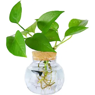 MMIAOO Mini Vase Glasfläschchen Kleine,Tischvasen Dekoflaschen - Hydroponik Hängevase,Glasvase Blumenvase,Hochzeit Party Deko Flasche frühlingsdeko Glas klar (Rund 13 * 13cm)