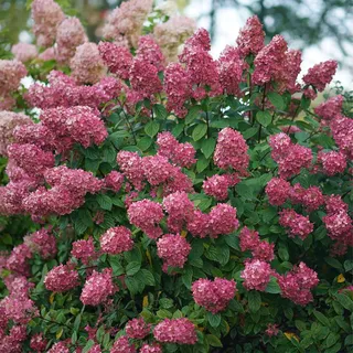 GARTEN SCHLÜTER® Rispenhortensie Fire Light weiß über rosa zu rot | Hortensie winterhart & mehrjährig, Hydrangea paniculata, 1 Pflanze von Garten Schlüter, Qualitätspflanze