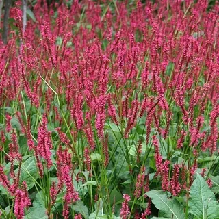 6 x Kerzenknöterich - Persicaria amplexicaulis 'Red Baron' - Topf 9cm x 9cm